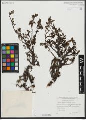 Foto von Salix serpyllifolia Scop.